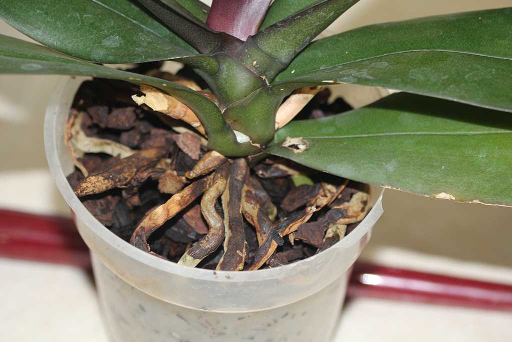 Why is my orchid so thirsty all of a sudden? Do blooms mean more water